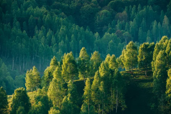 Wald